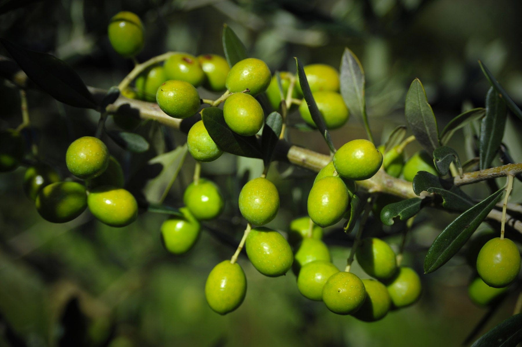 Frantoio Ranchino | Olio Evo di Eccellenza