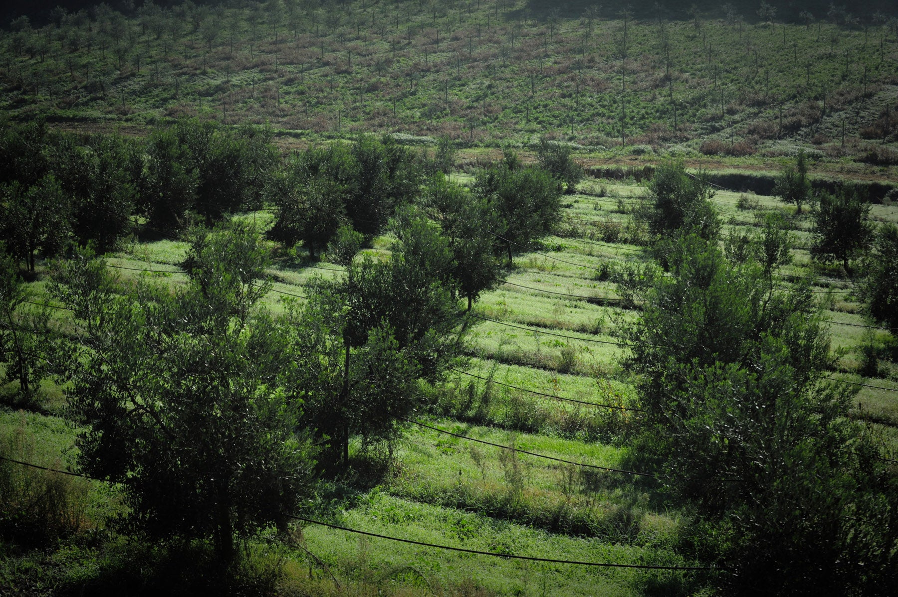 Frantoio Ranchino | Olio Evo di Eccellenza