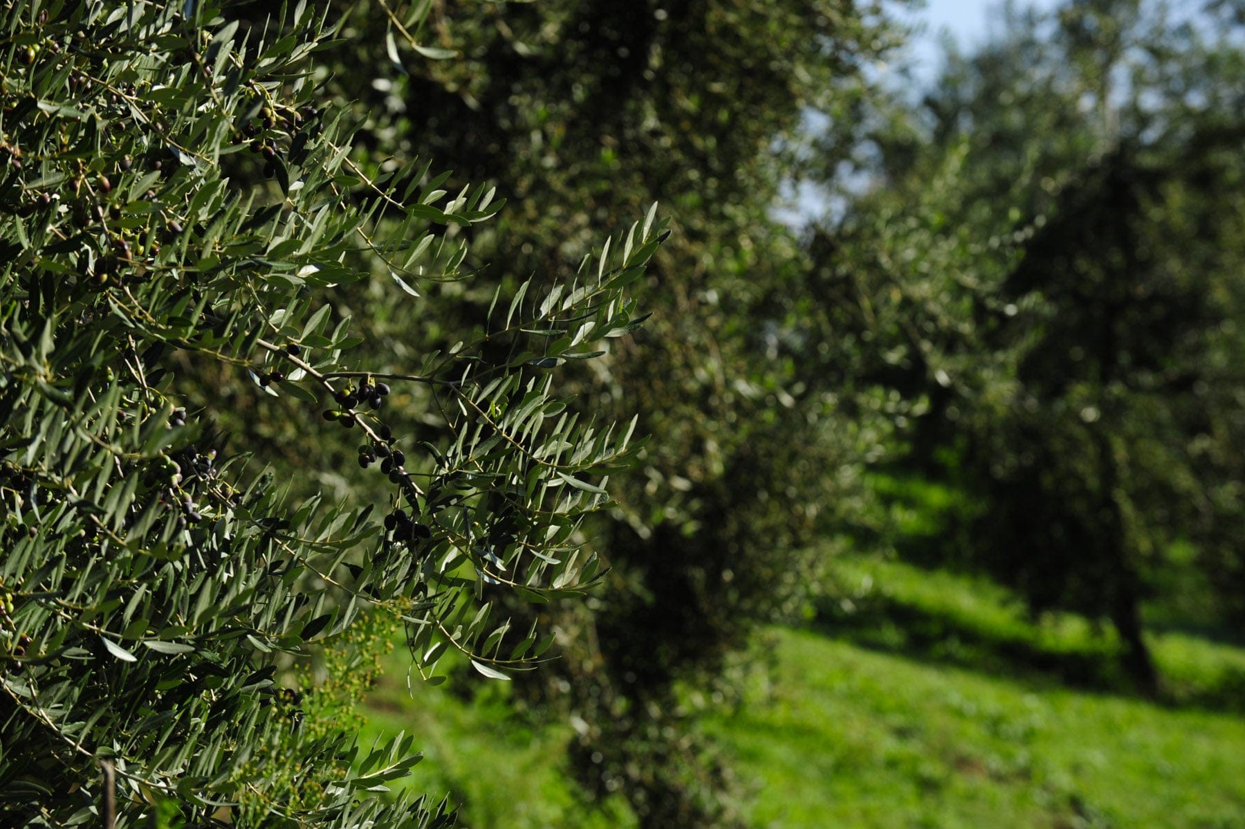 Frantoio Ranchino | Olio Evo di Eccellenza