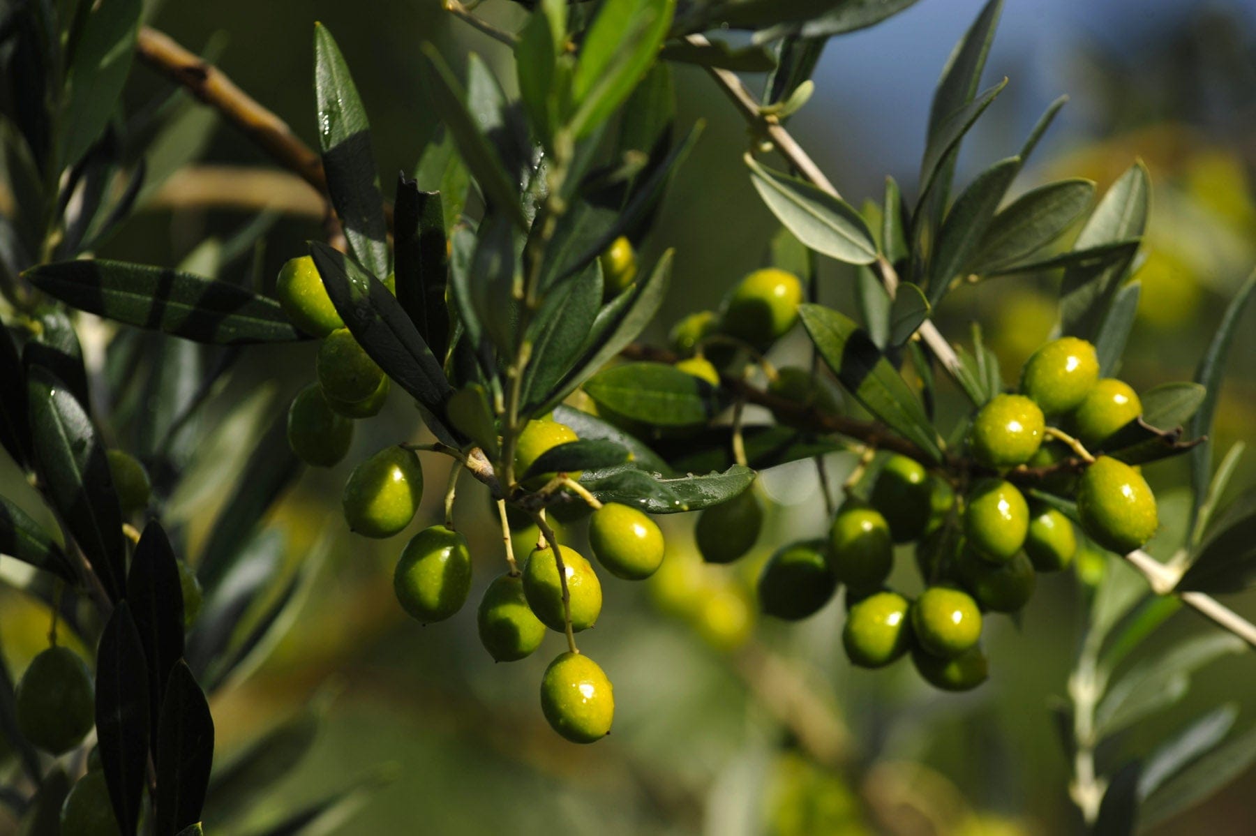 Frantoio Ranchino | Olio Evo di Eccellenza