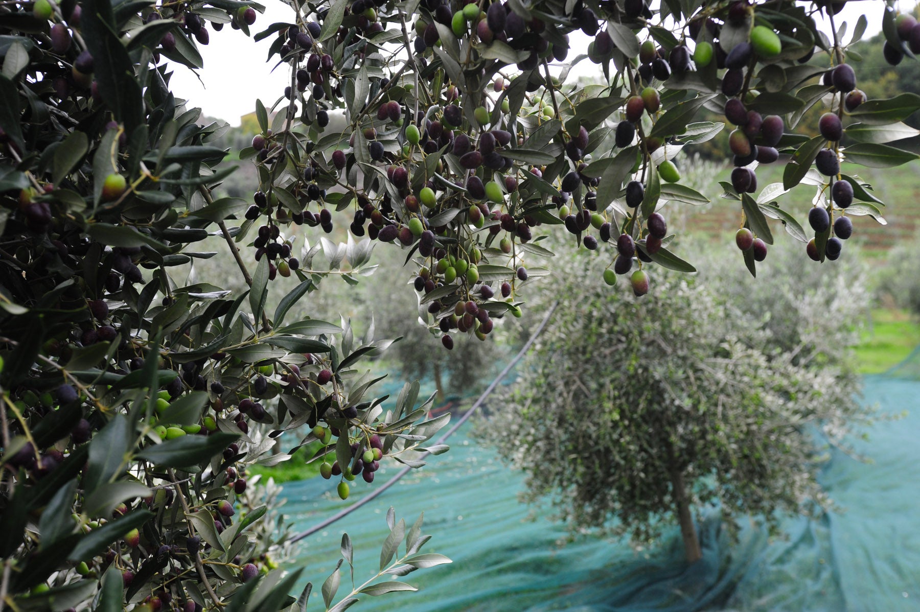 Frantoio Ranchino | Olio Evo di Eccellenza
