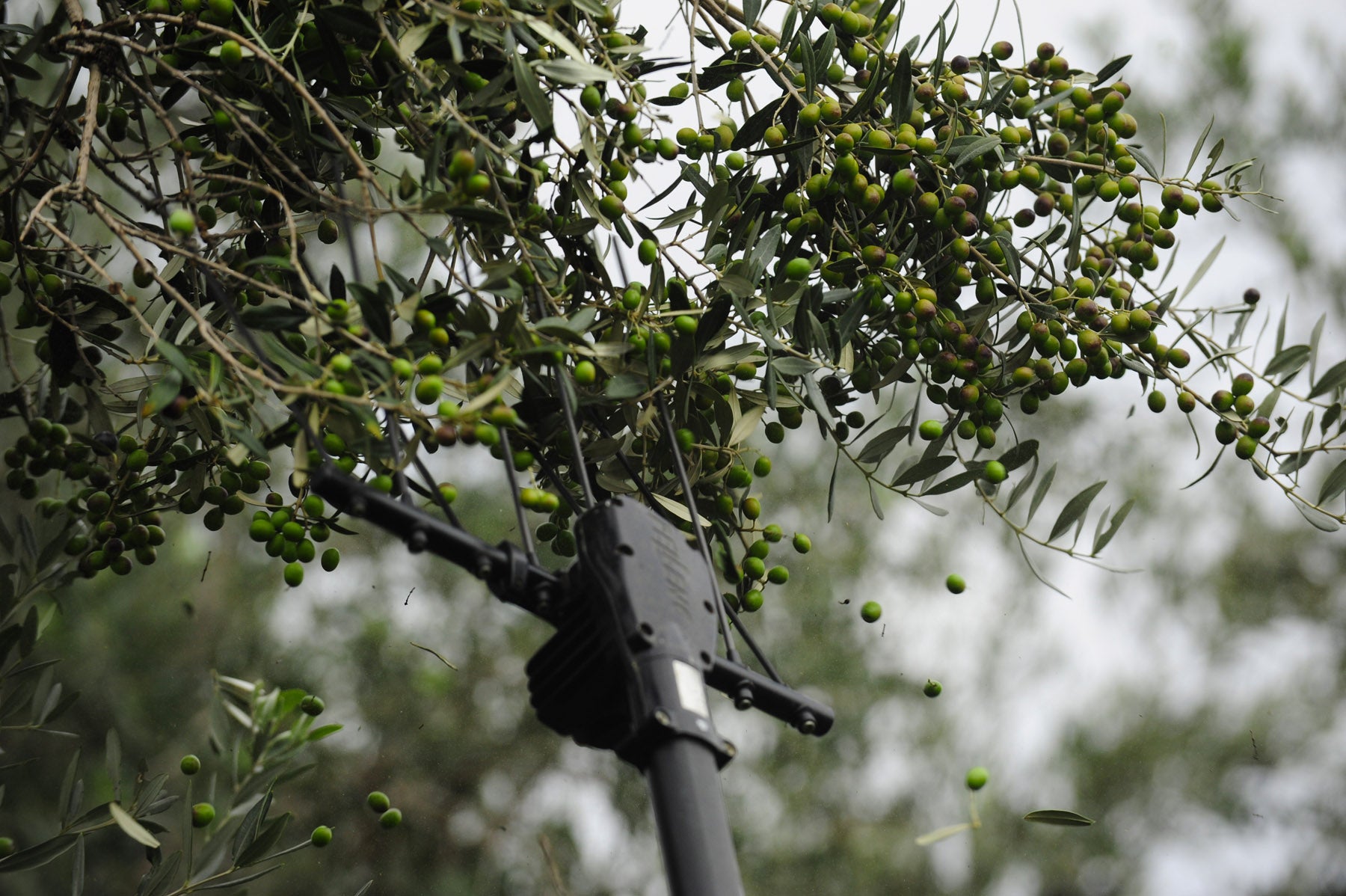 Frantoio Ranchino | Olio Evo di Eccellenza