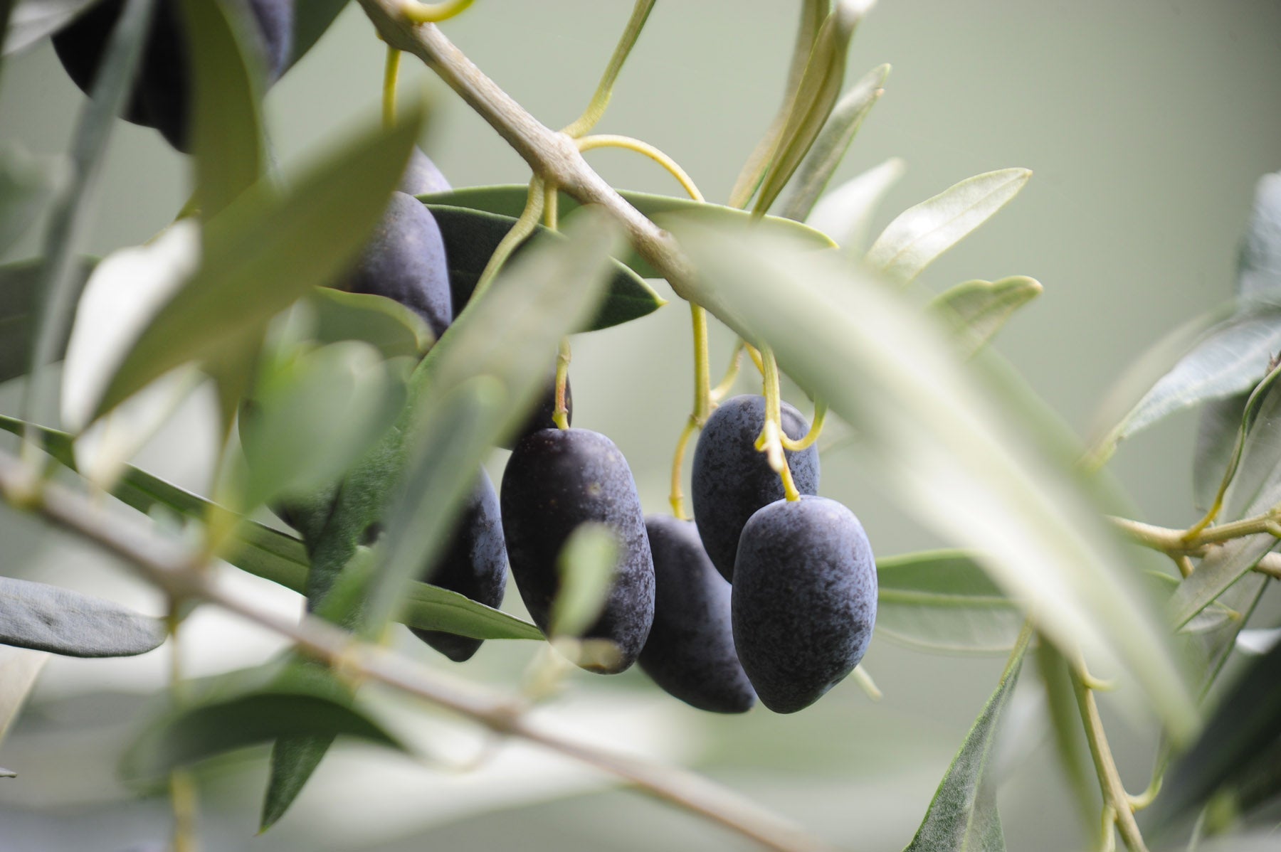 Frantoio Ranchino | Olio Evo di Eccellenza